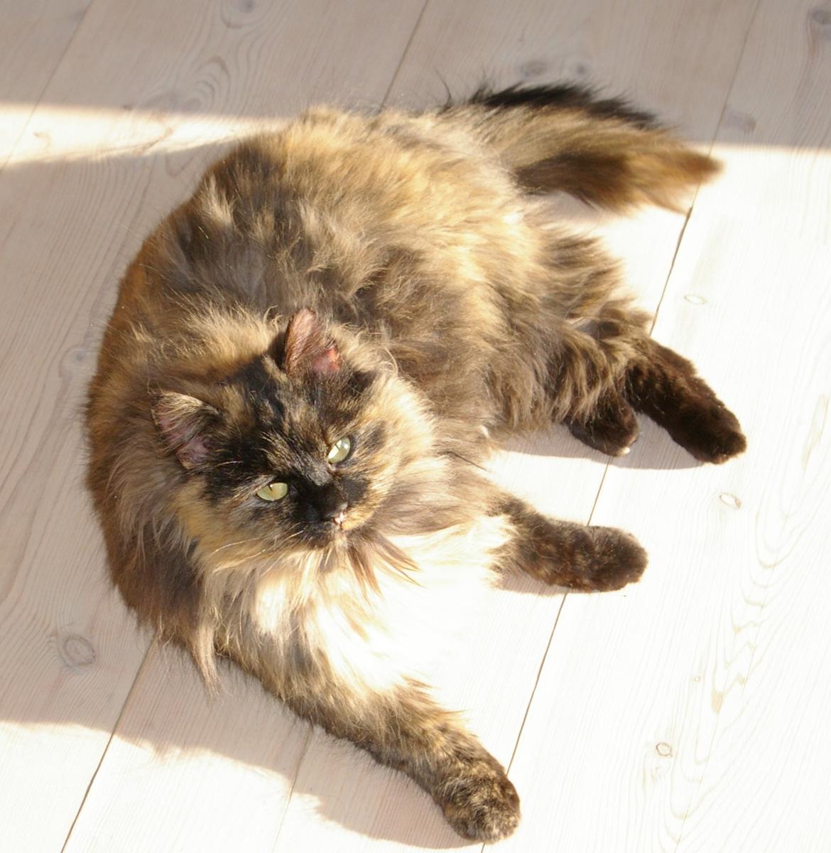 Blanding af racer Cleo billede 11