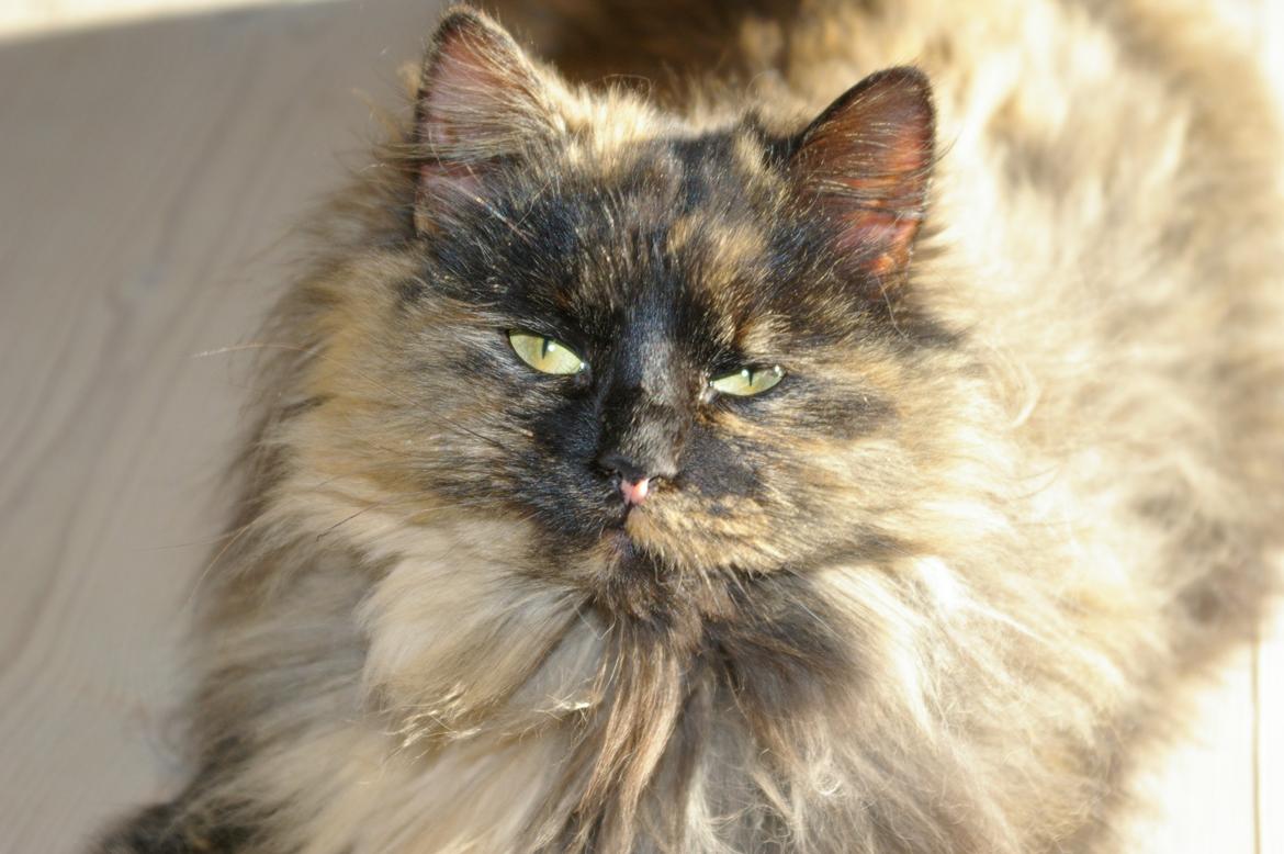 Blanding af racer Cleo billede 12