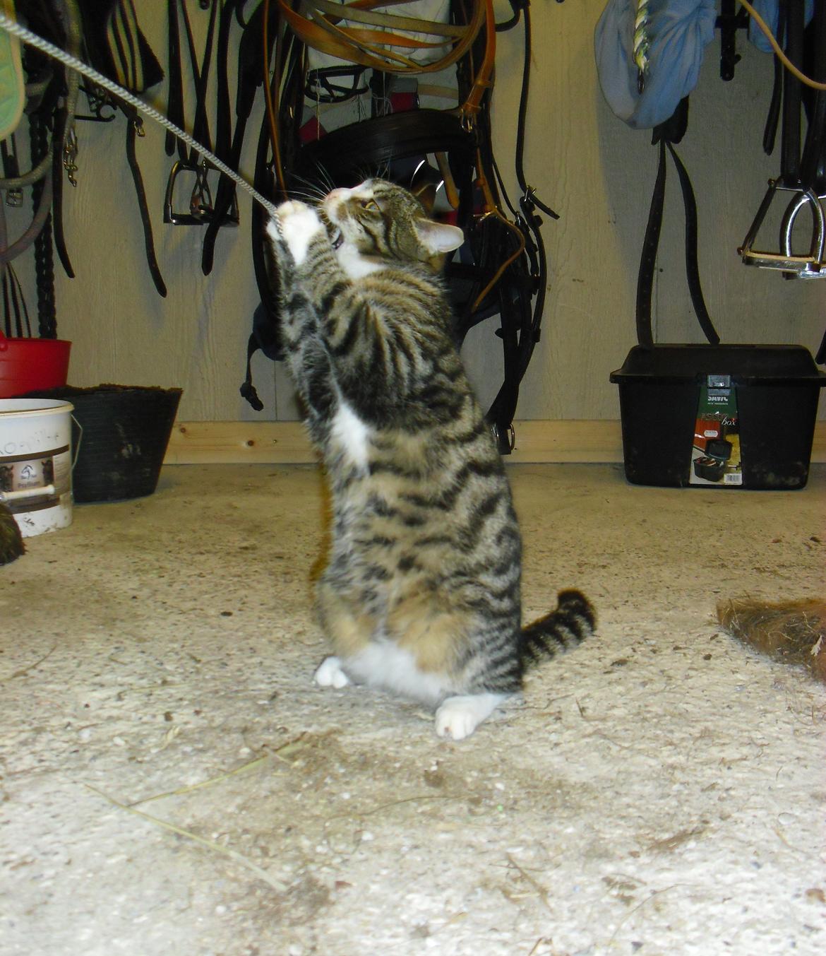 Blanding af racer Porsche - Staldkat - Farlig misser! :o) billede 2