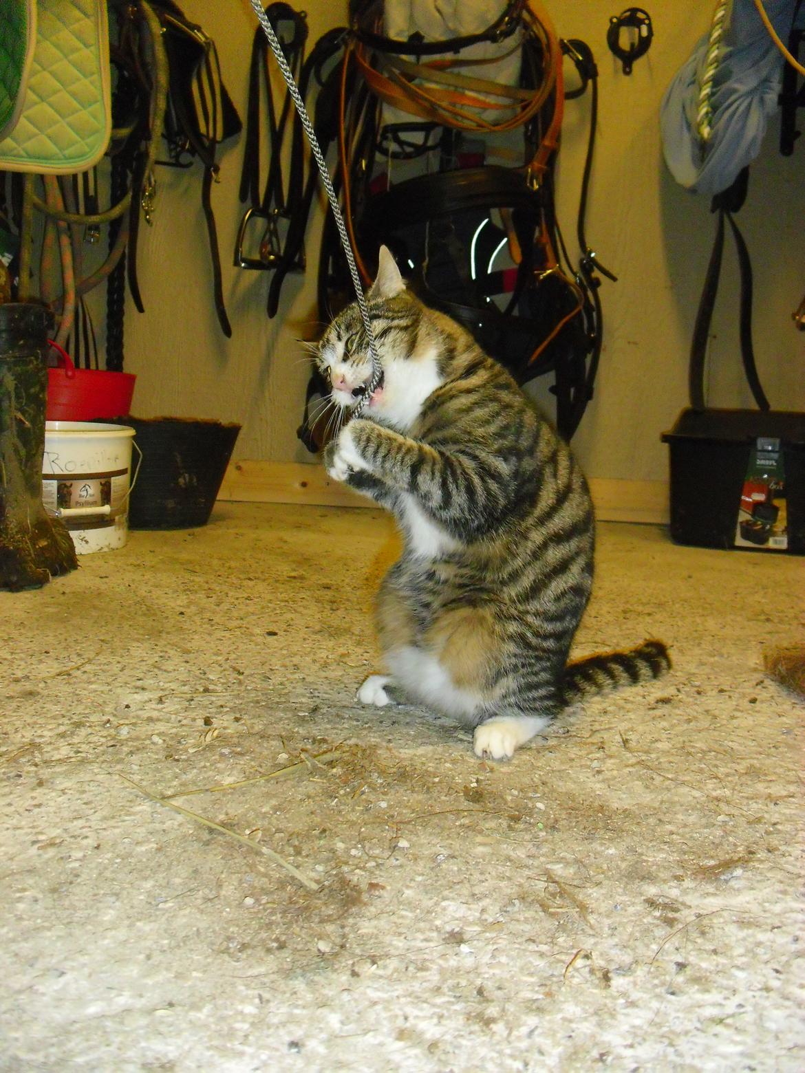 Blanding af racer Porsche - Staldkat billede 7