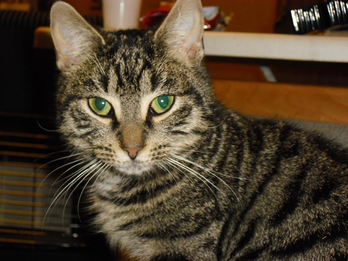 Blanding af racer Dorrit - staldkat billede 12