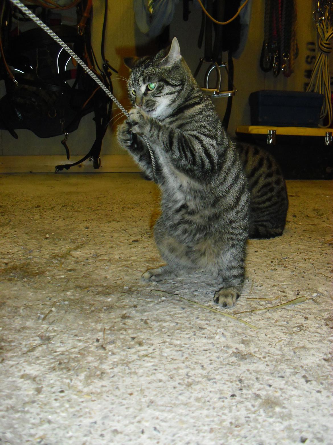 Blanding af racer Dorrit - staldkat billede 13