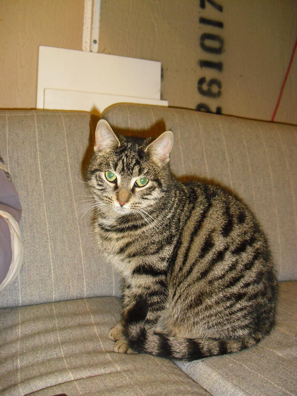 Blanding af racer Dorrit - staldkat billede 14