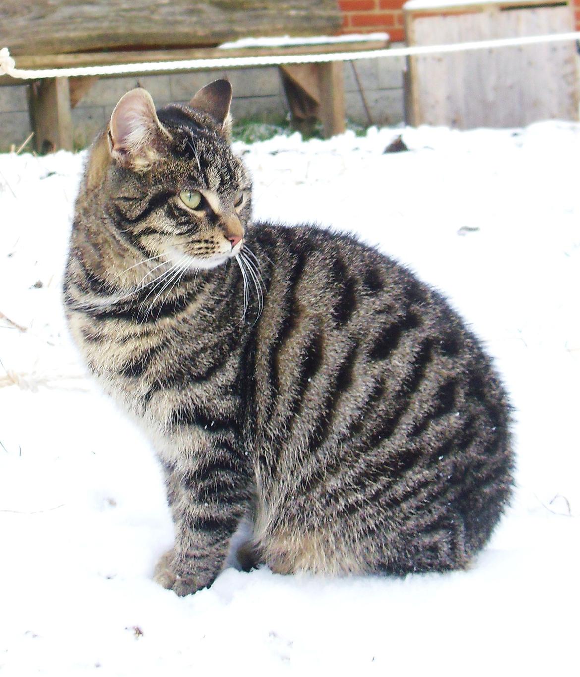 Blanding af racer Dorrit - staldkat billede 2