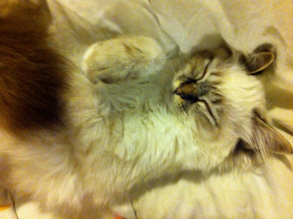 Hellig Birma Chicabee Viva la Vida billede 3