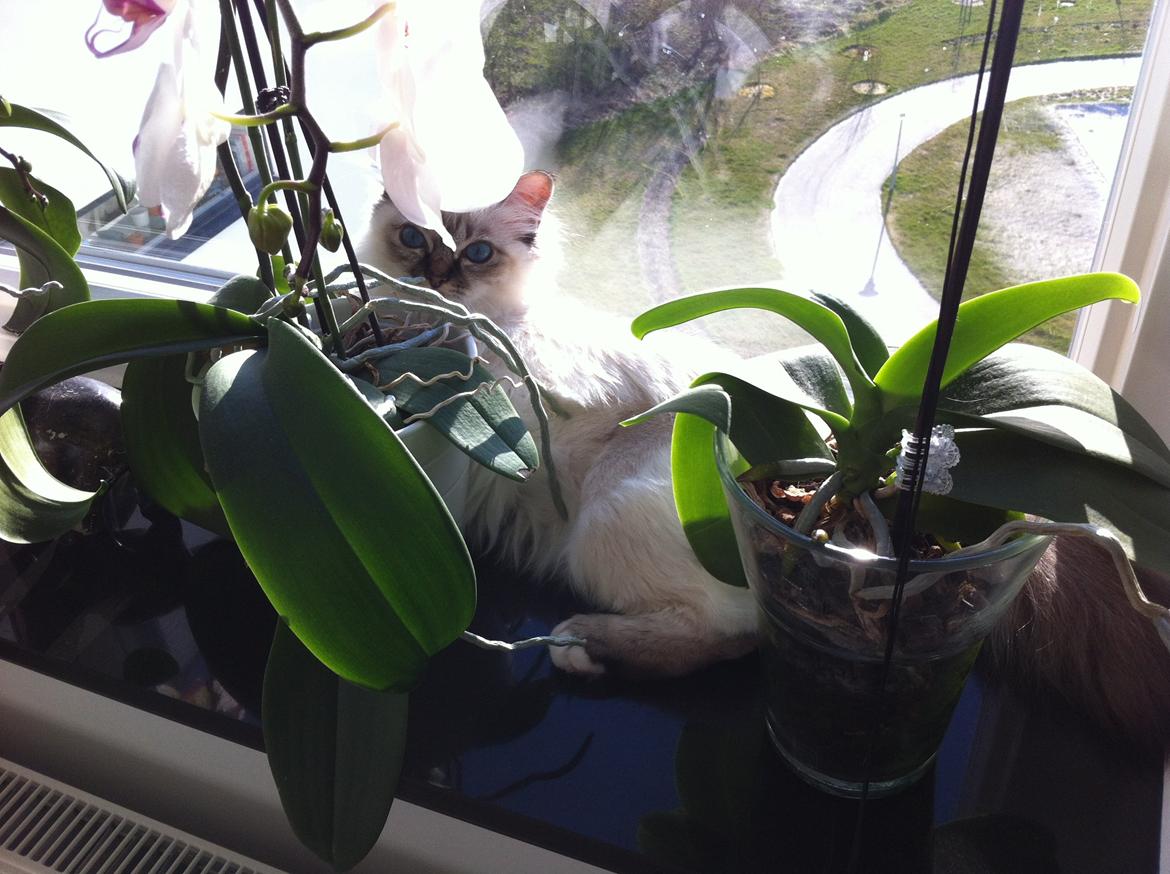 Hellig Birma Chicabee Viva la Vida billede 12