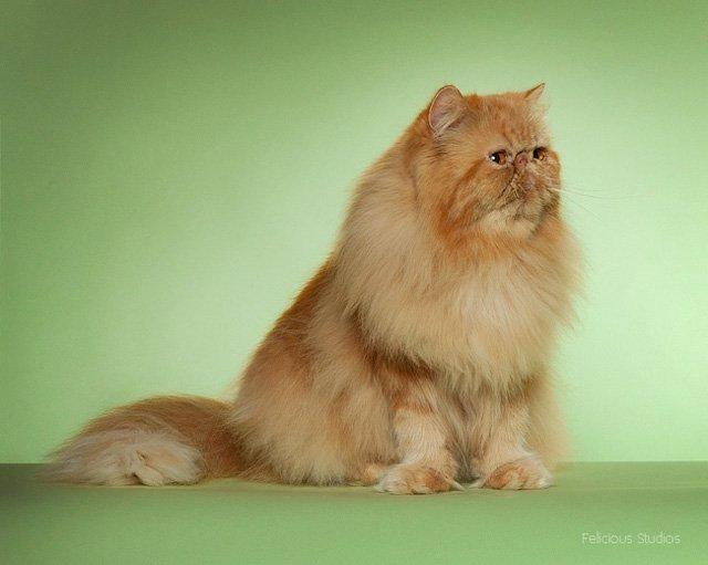 Perser Narnia af Jurian billede 2