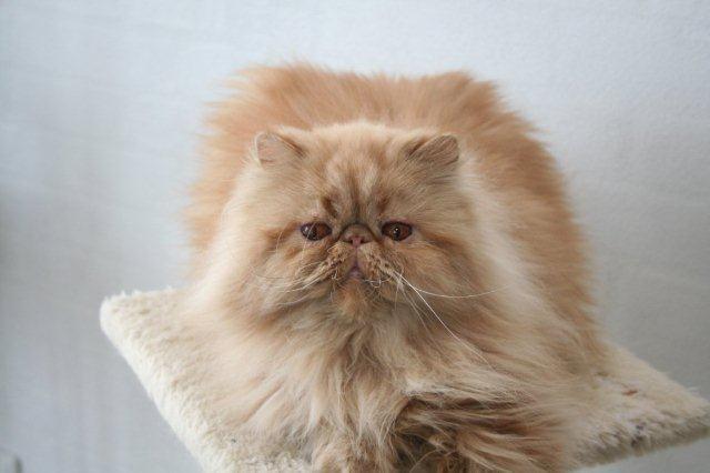 Perser Narnia af Jurian billede 3