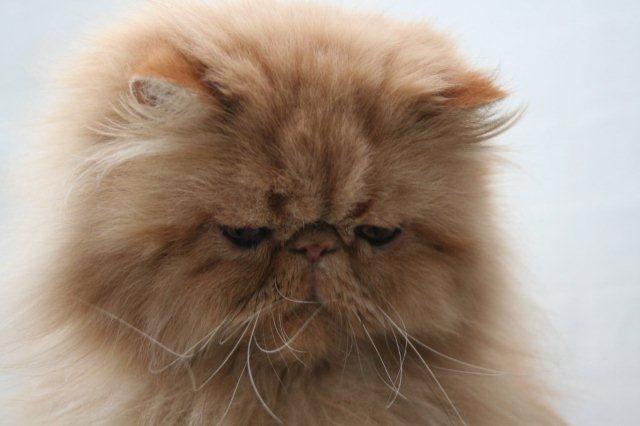 Perser Narnia af Jurian billede 4