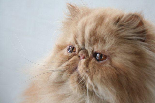 Perser Narnia af Jurian billede 5