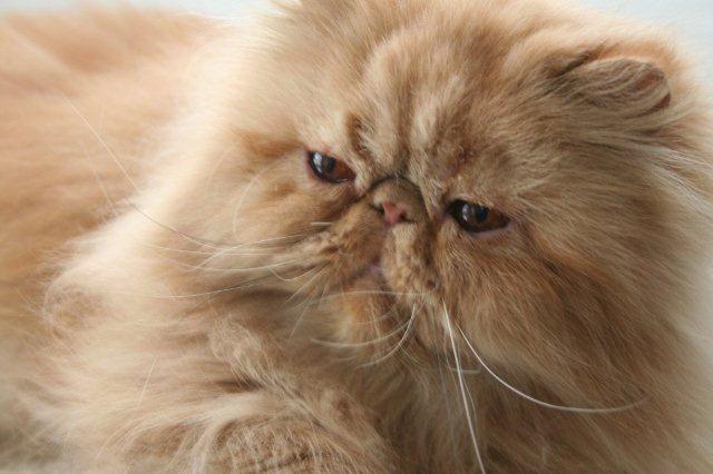 Perser Narnia af Jurian billede 6