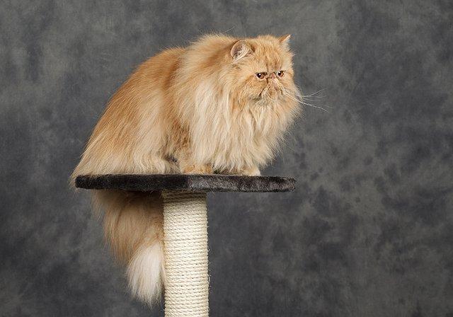 Perser Narnia af Jurian billede 7