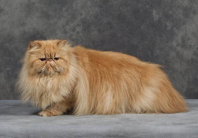 Perser Narnia af Jurian billede 8