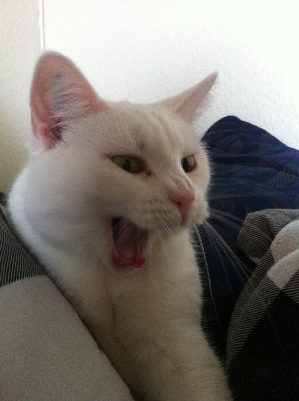 Huskat Nøvn billede 1