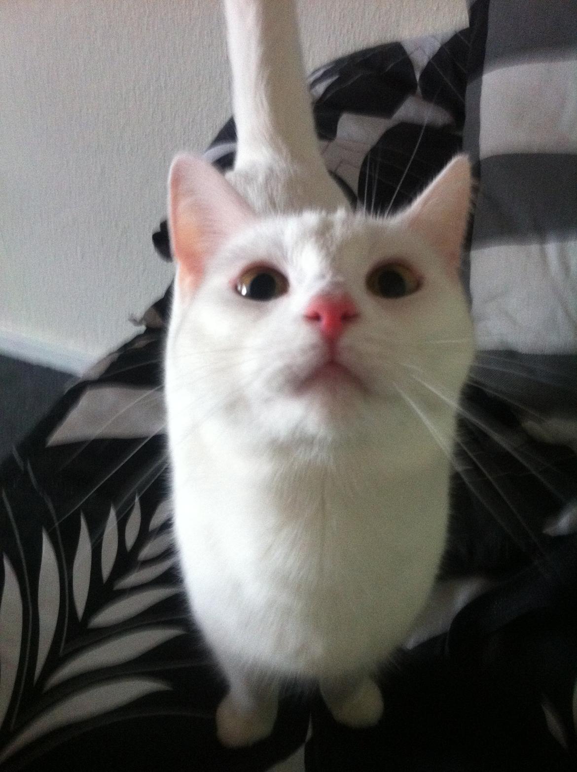 Huskat Nøvn billede 2