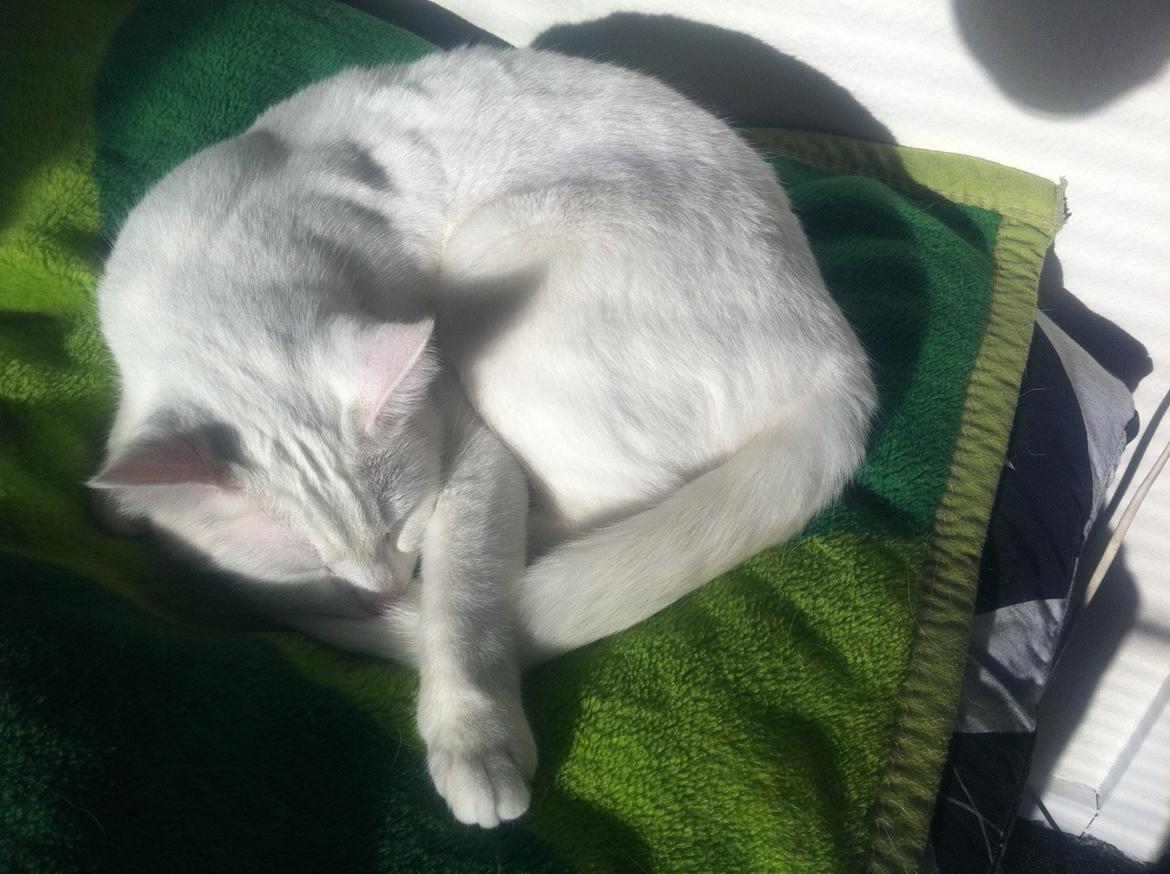 Huskat Nøvn billede 3