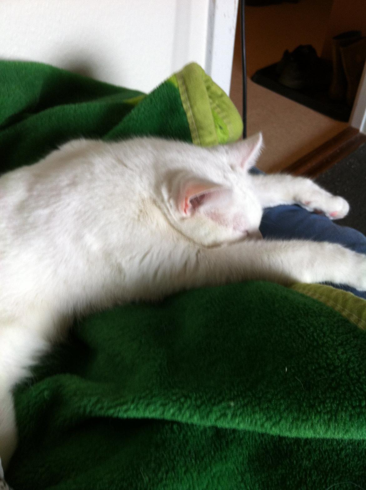 Huskat Nøvn billede 5