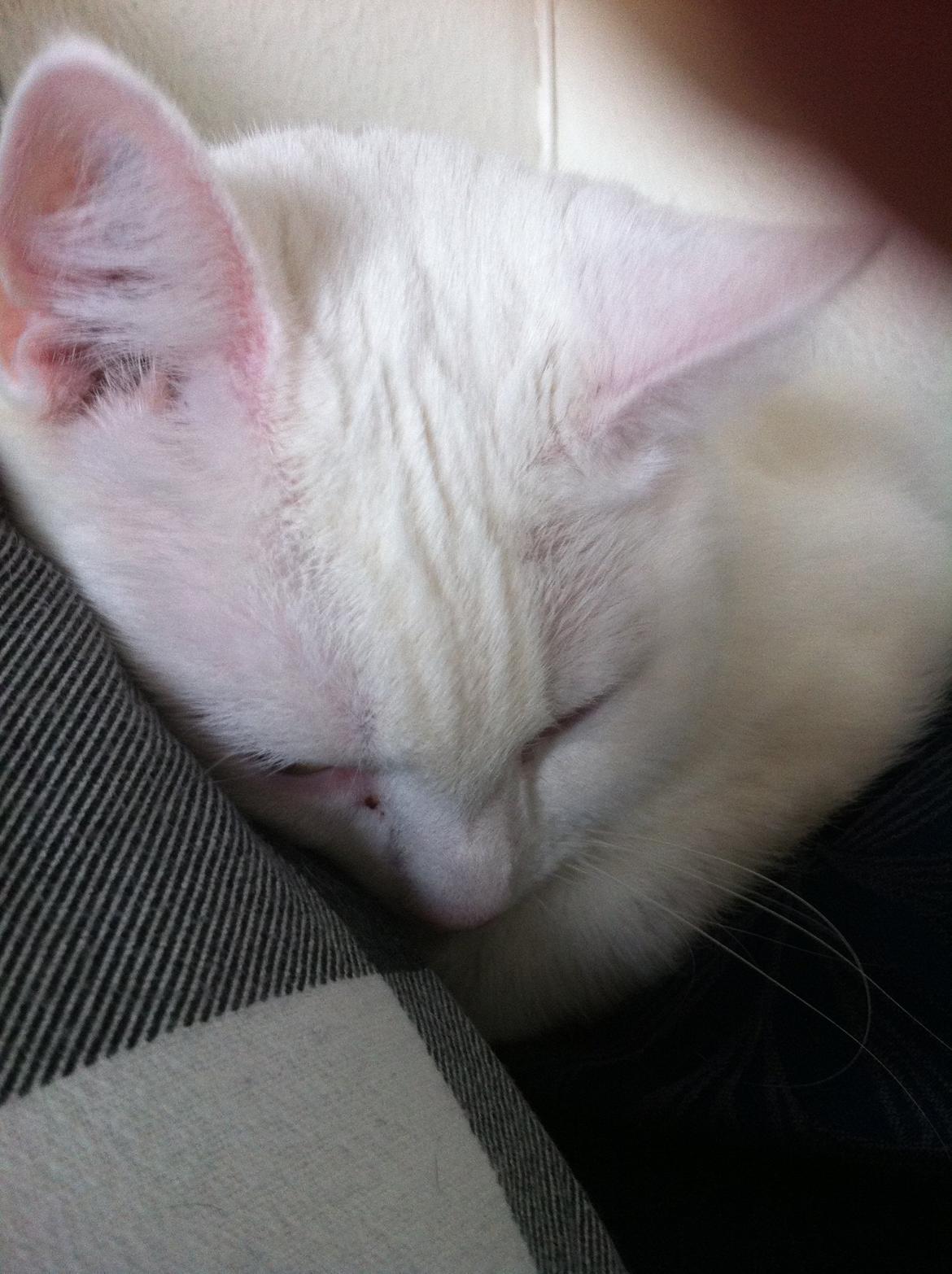 Huskat Nøvn billede 6