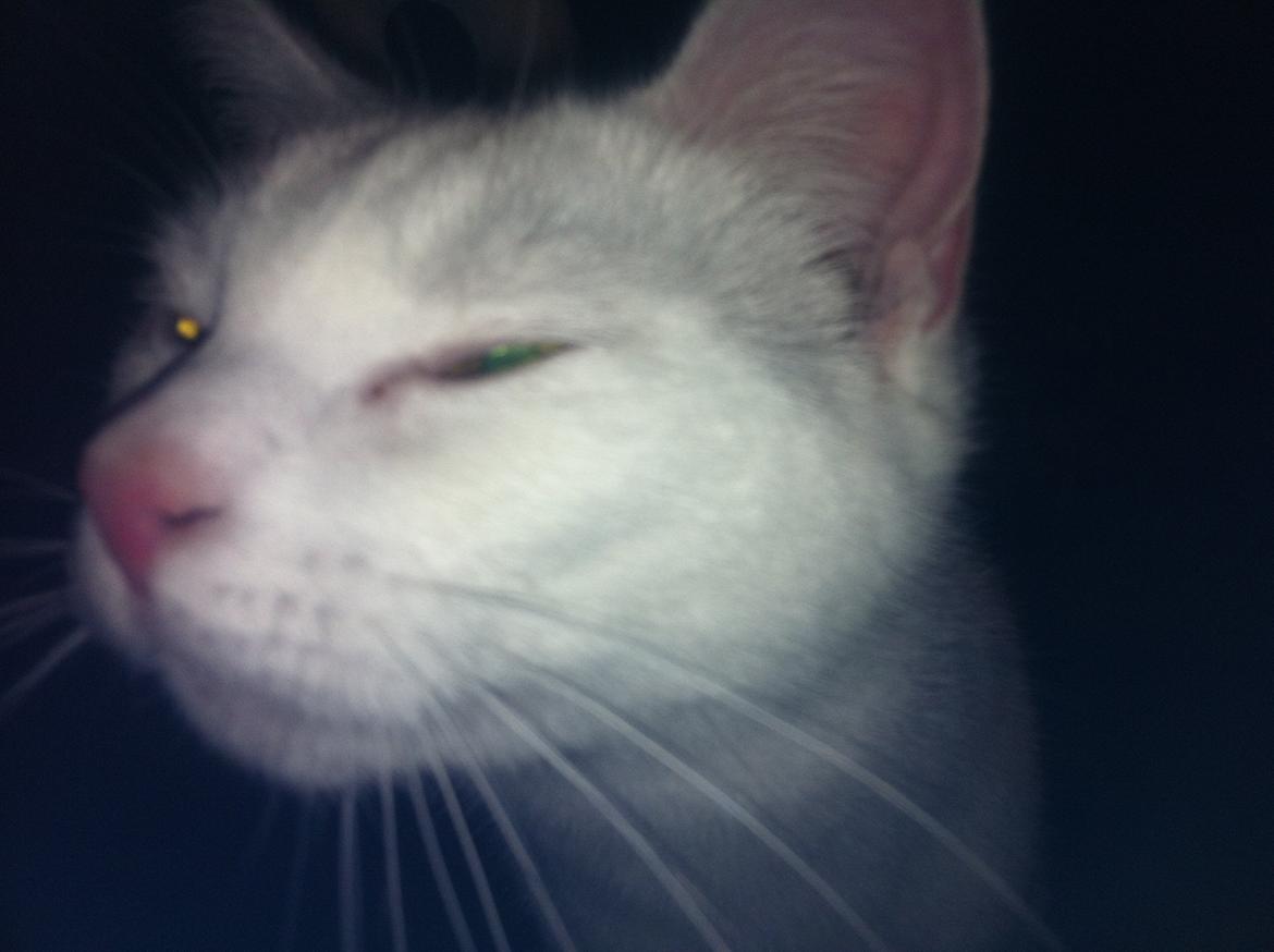 Huskat Nøvn billede 7