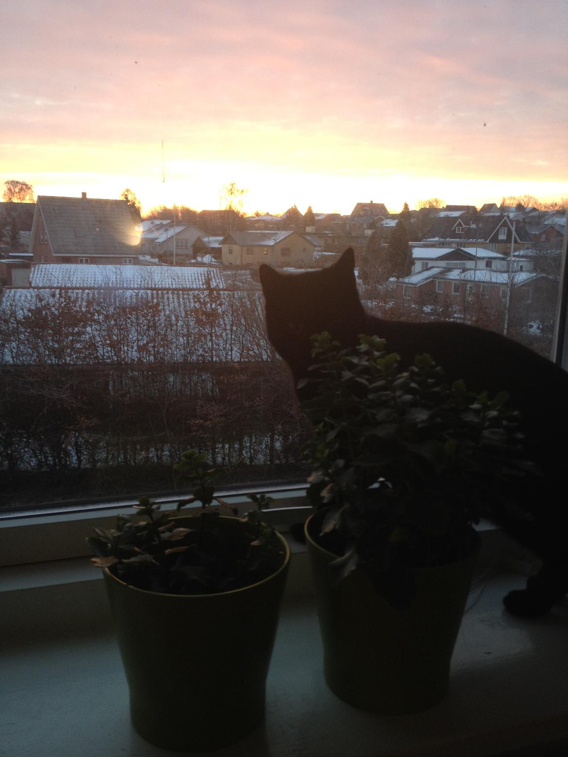 Huskat Mogens billede 11