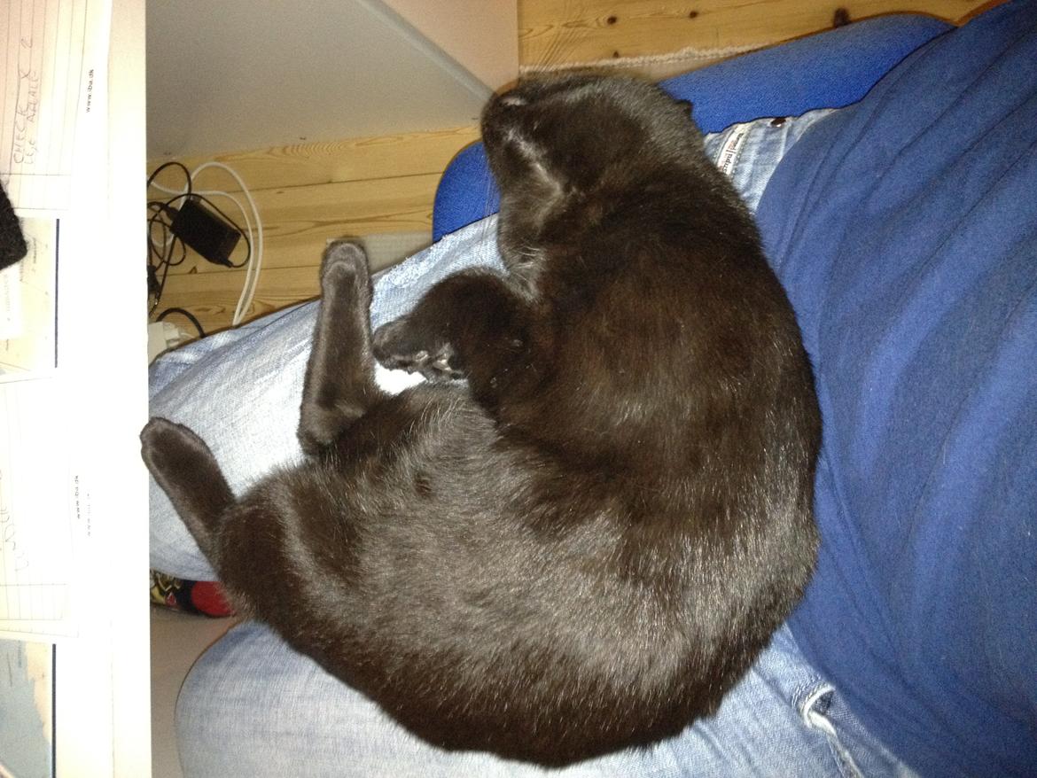 Huskat Mogens billede 12