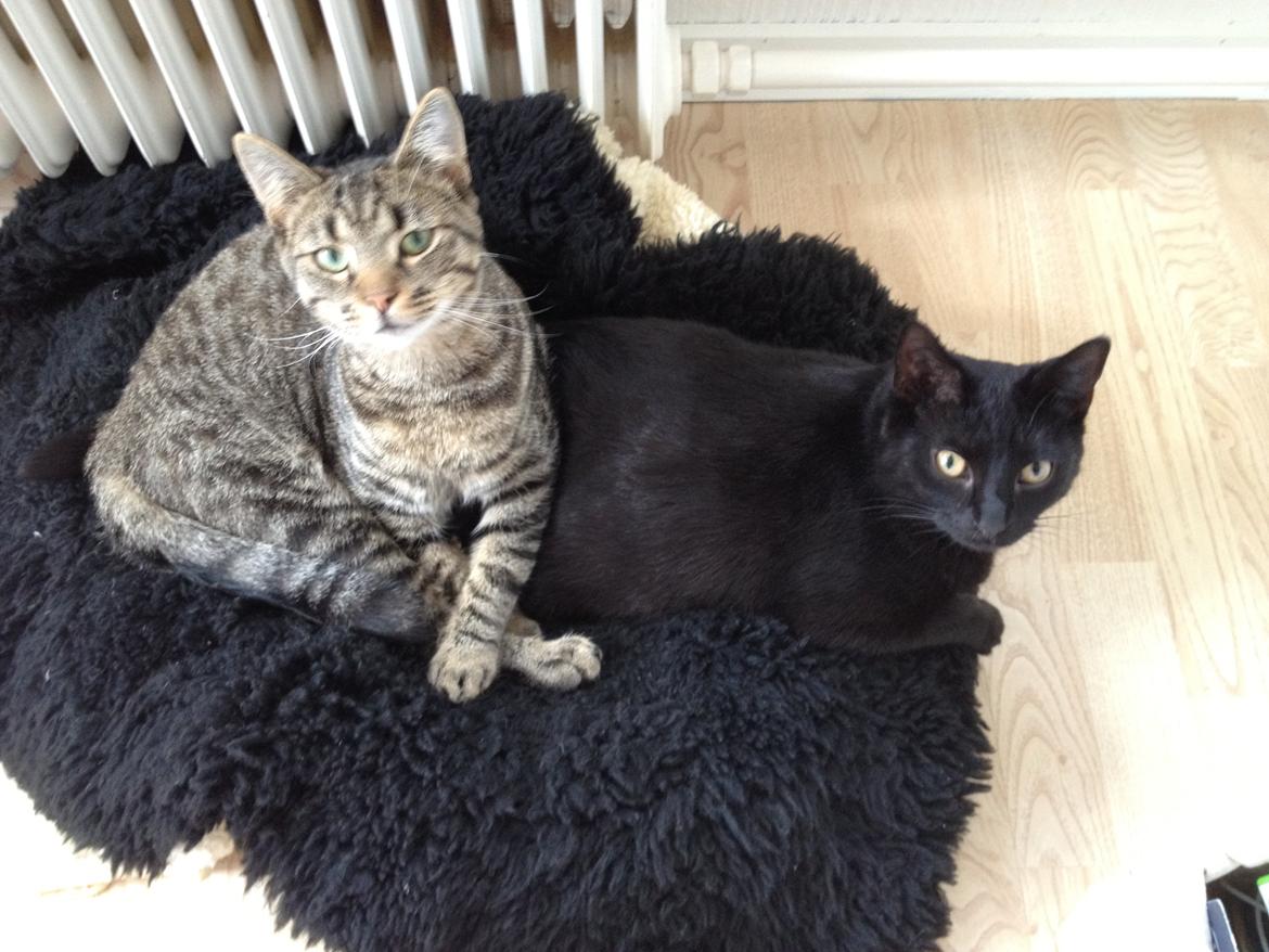 Huskat Mogens billede 15