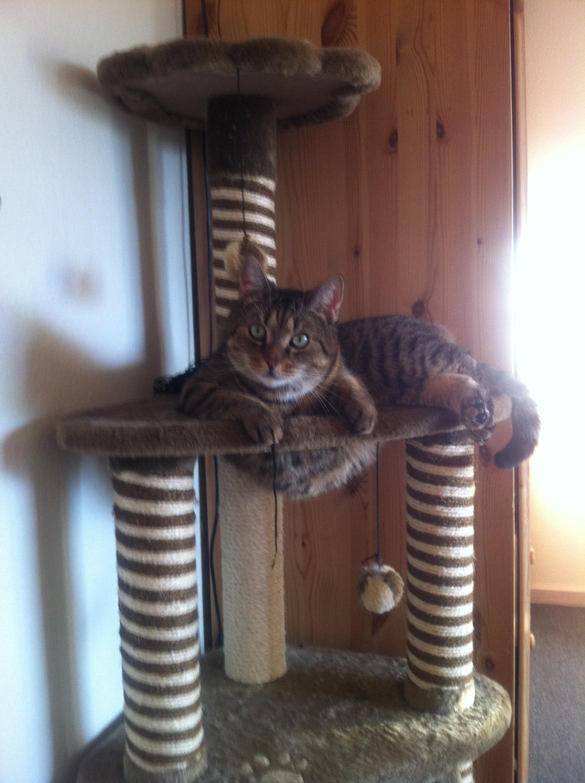 Huskat Mille billede 1