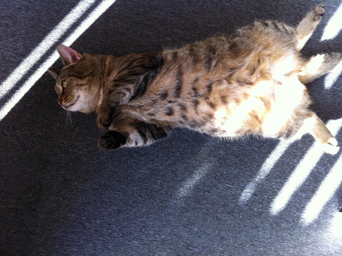 Huskat Mille billede 2