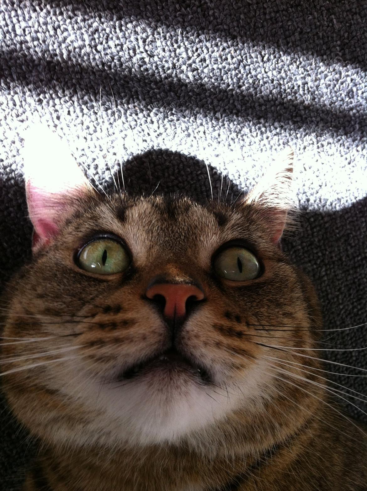 Huskat Mille billede 3