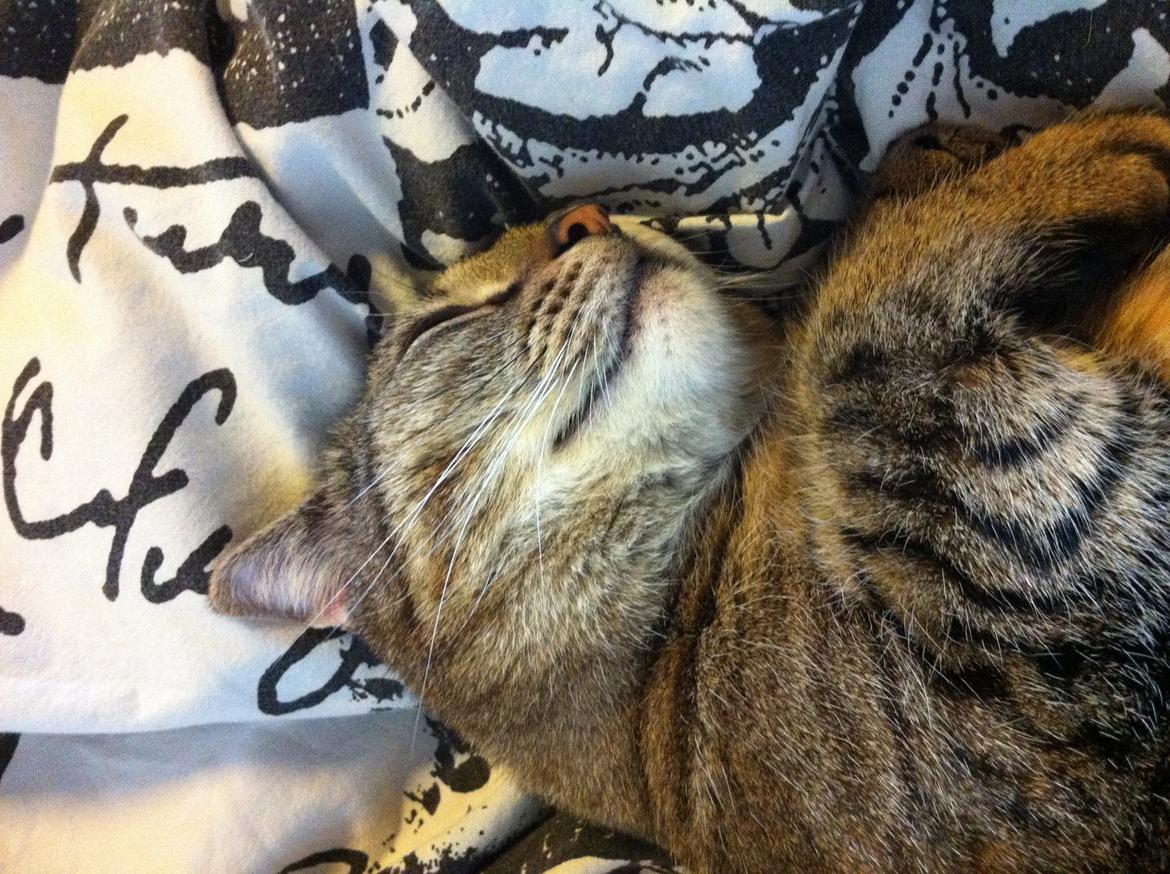 Huskat Mille billede 4