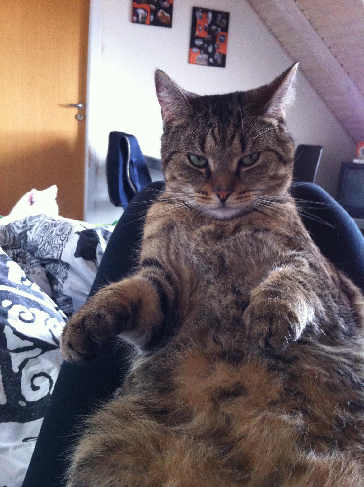 Huskat Mille billede 5