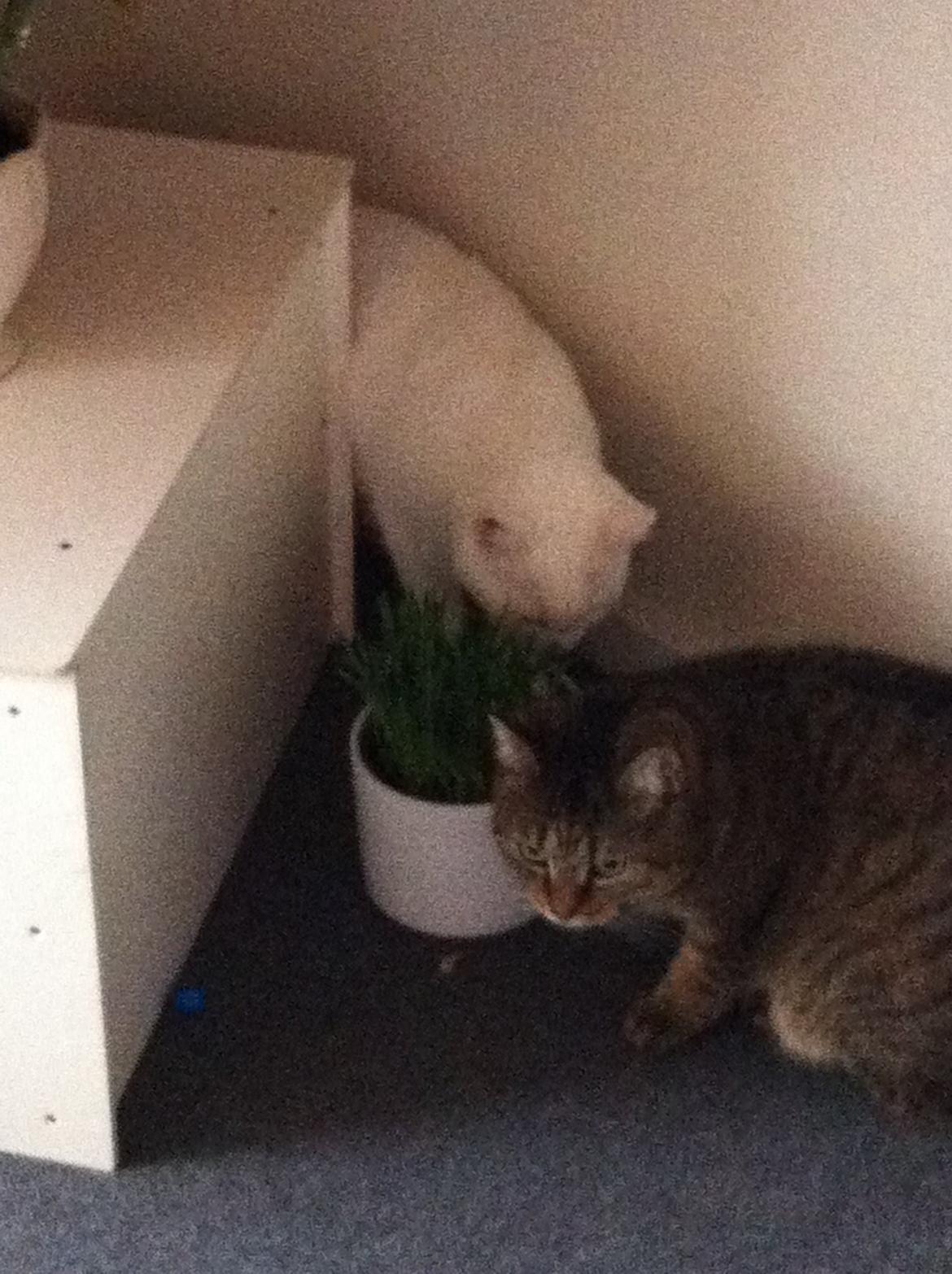 Huskat Mille billede 6