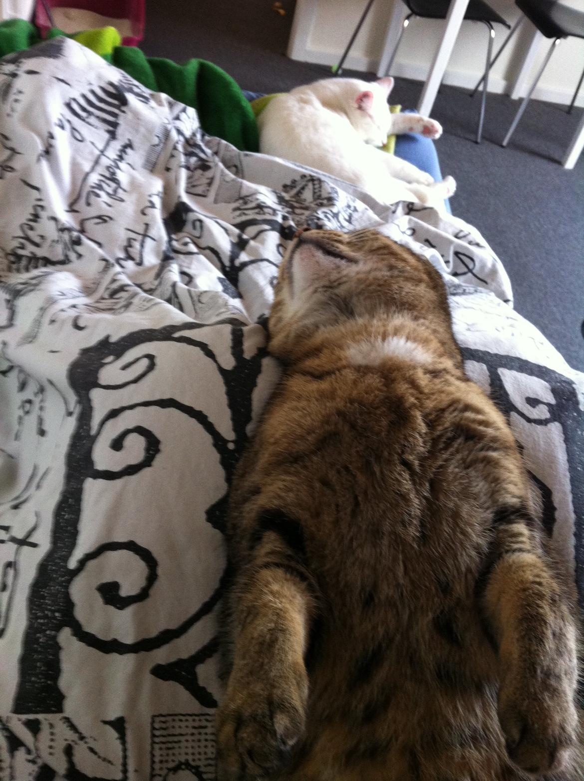 Huskat Mille billede 7