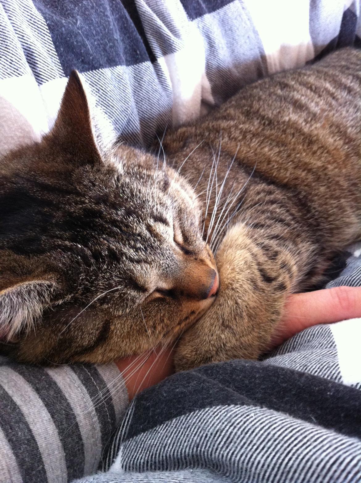 Huskat Mille billede 8