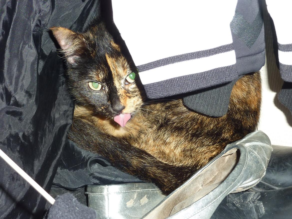 Huskat | Cordula - ♥
 billede 4