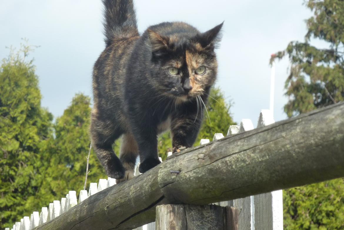 Huskat | Cordula - ♥ billede 5