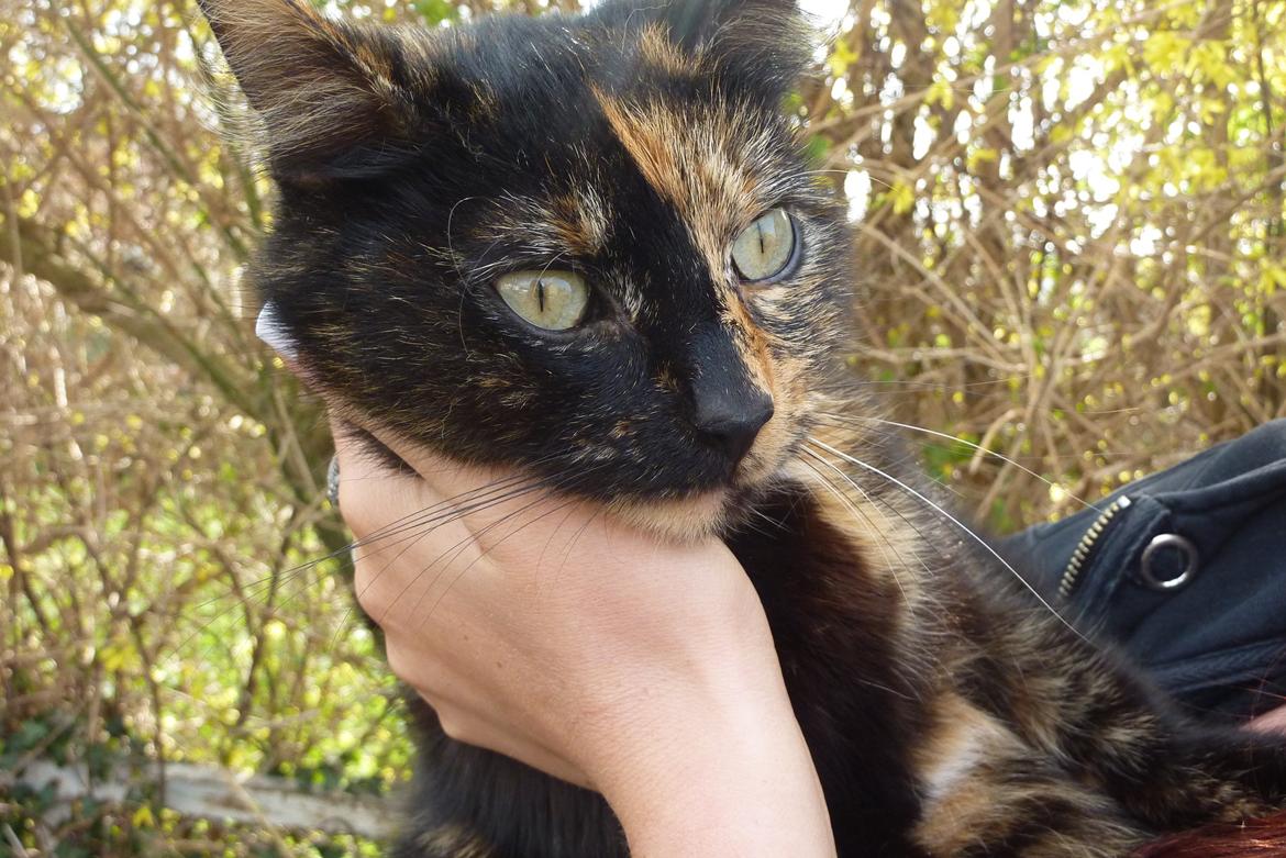 Huskat | Cordula - Velkommen♥ billede 1