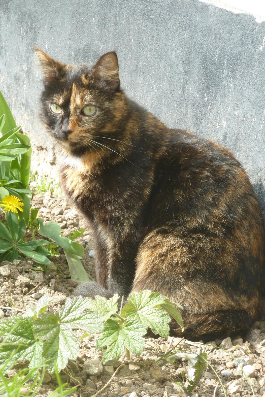 Huskat | Cordula - Smuk♥ billede 6