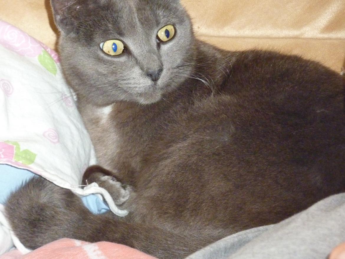 Huskat | Bobble - Sikke nogle lækre marsvin, der ligger der på sofaen♥ billede 4