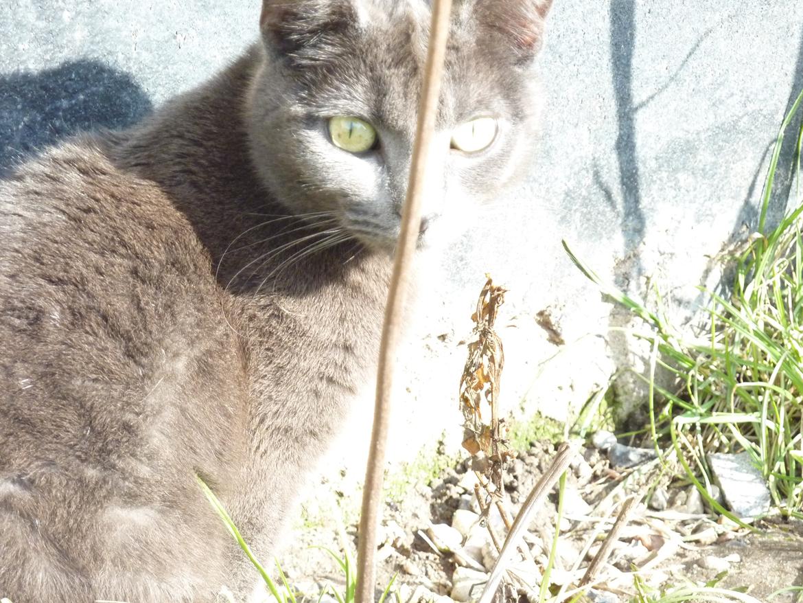 Huskat | Bobble - ♥ billede 5