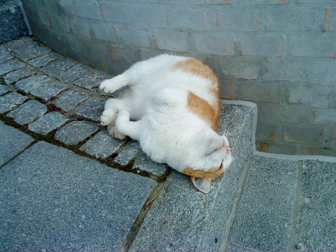 Huskat rasmus billede 1