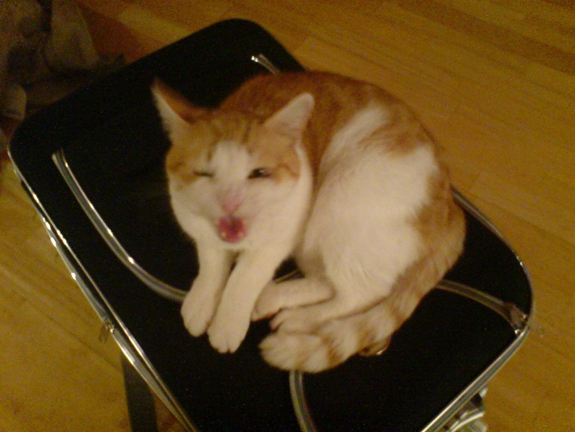 Huskat rasmus billede 2