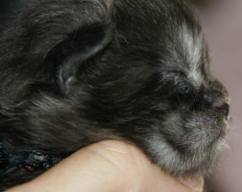 Maine Coon Lykkekatte´s Kato billede 1