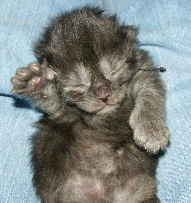 Maine Coon Lykkekatte´s Kato billede 2