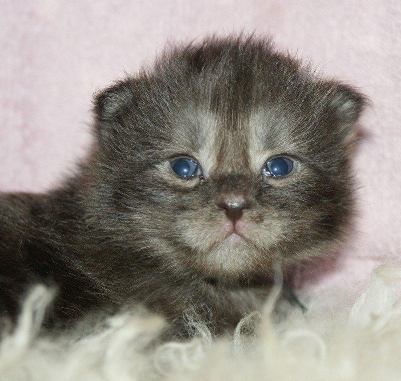 Maine Coon Lykkekatte´s Kato billede 3