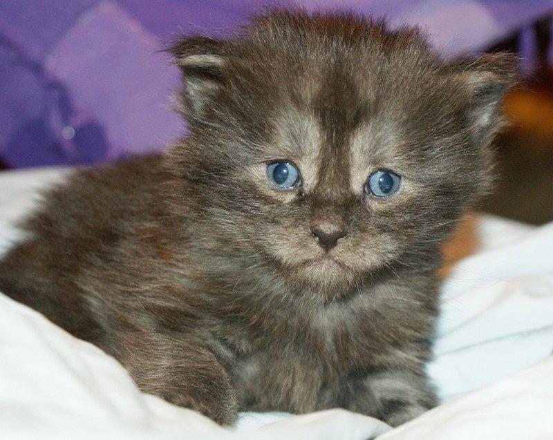 Maine Coon Lykkekatte´s Kato billede 4