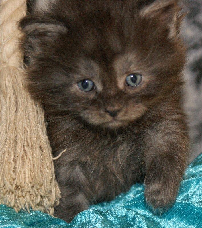 Maine Coon Lykkekatte´s Kato billede 5