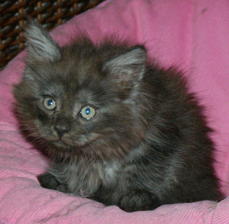 Maine Coon Lykkekatte´s Kato billede 6