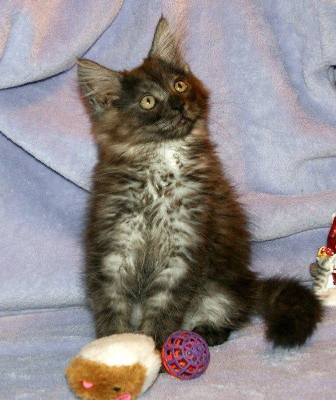 Maine Coon Lykkekatte´s Kato billede 7