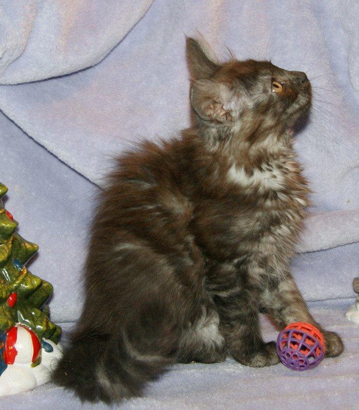 Maine Coon Lykkekatte´s Kato billede 8